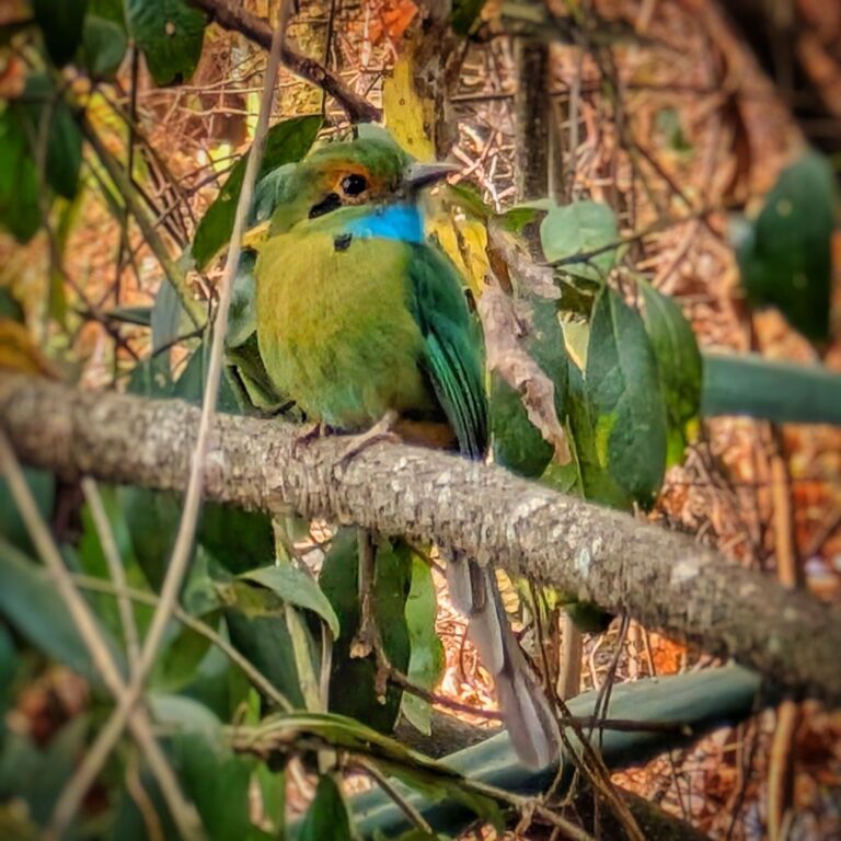 Motmots, Volcanoes and Alfombras in Antigua