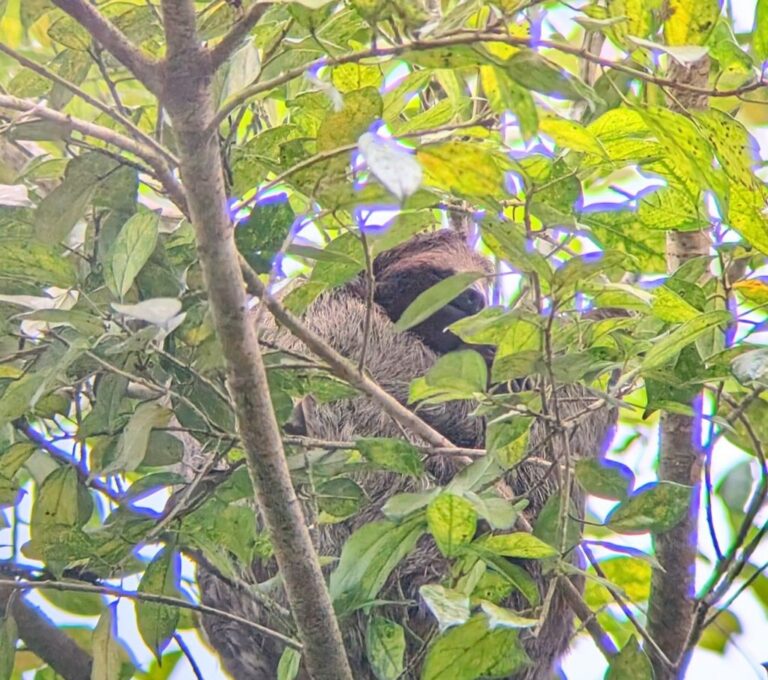 Sloths and Snakes in Rio Celeste