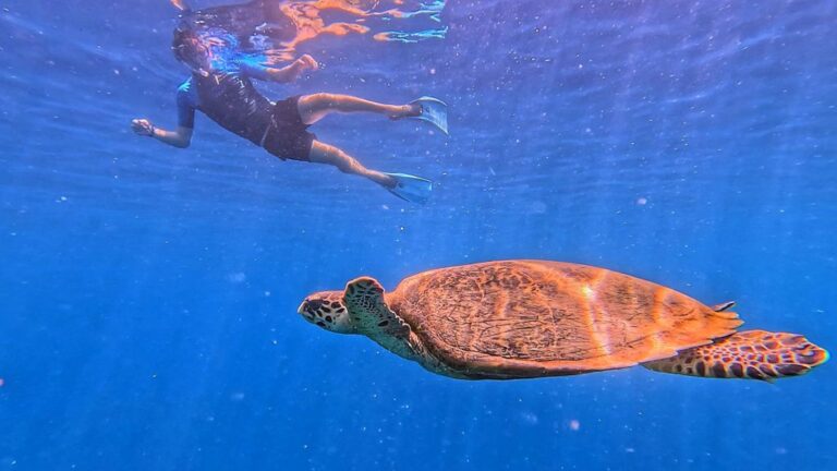 Snorkelling in Permuteran