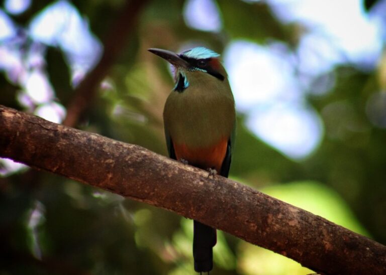 Surprising Santa Ana