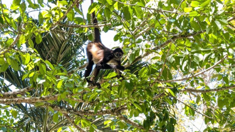 Sweating in San Ignacio