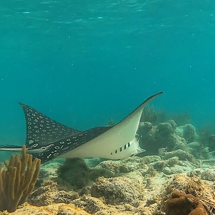 Taking it Easy in Tobacco Caye