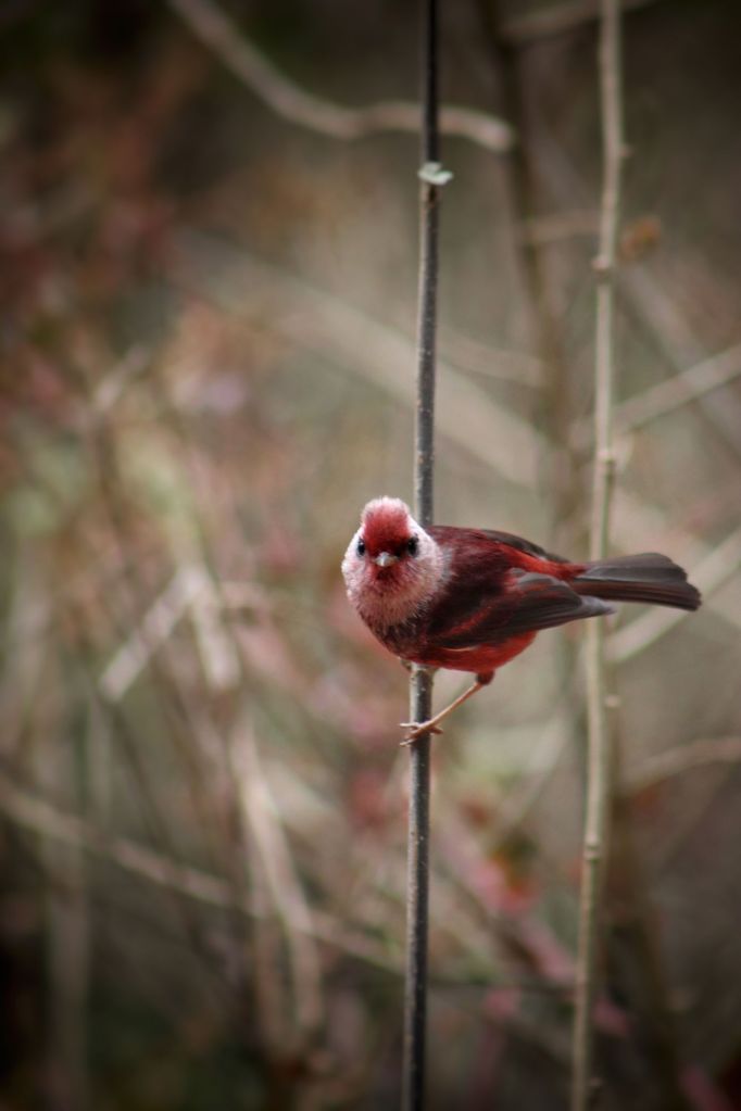 Unexpected Birding in Xela