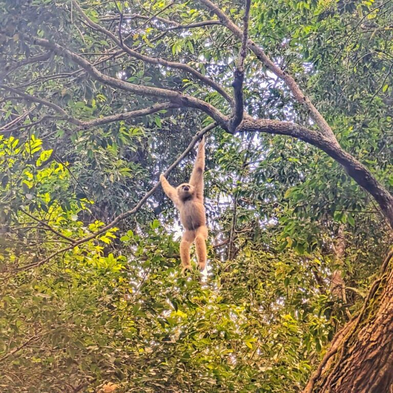 Wildlife spotting in Khao Yai